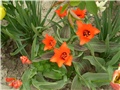 tulipan